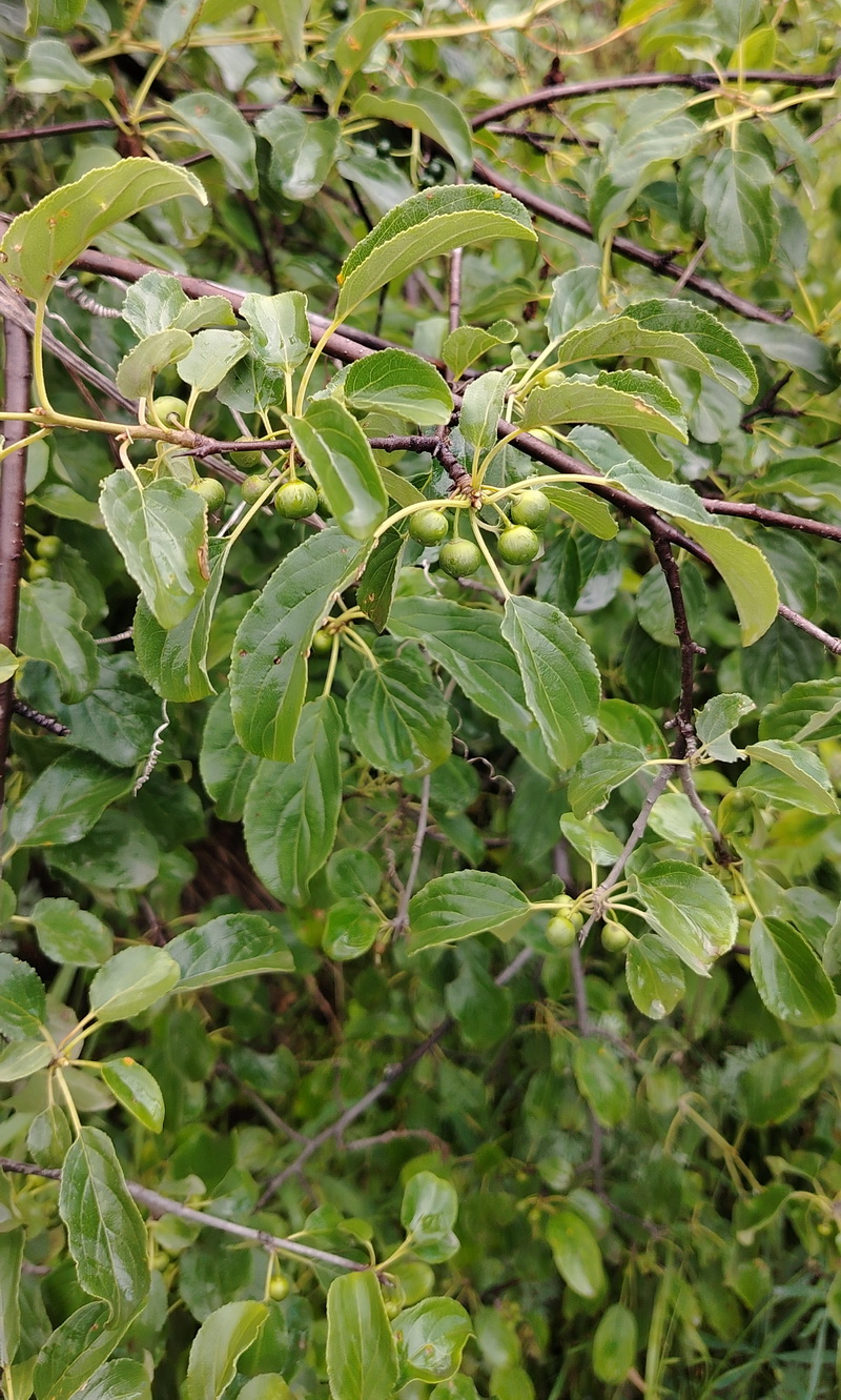 Image of genus Rhamnus specimen.