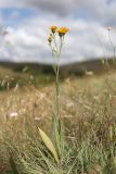 Inula oculus-christi. Цветущее растение. Крым, Симферопольский р-н, окр. с. Живописное, дол. р. Чуюнча, степь. 22 июня 2025 г.