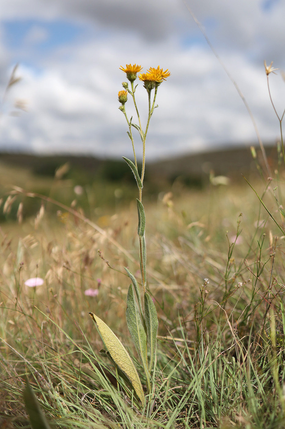 Image of Inula oculus-christi specimen.