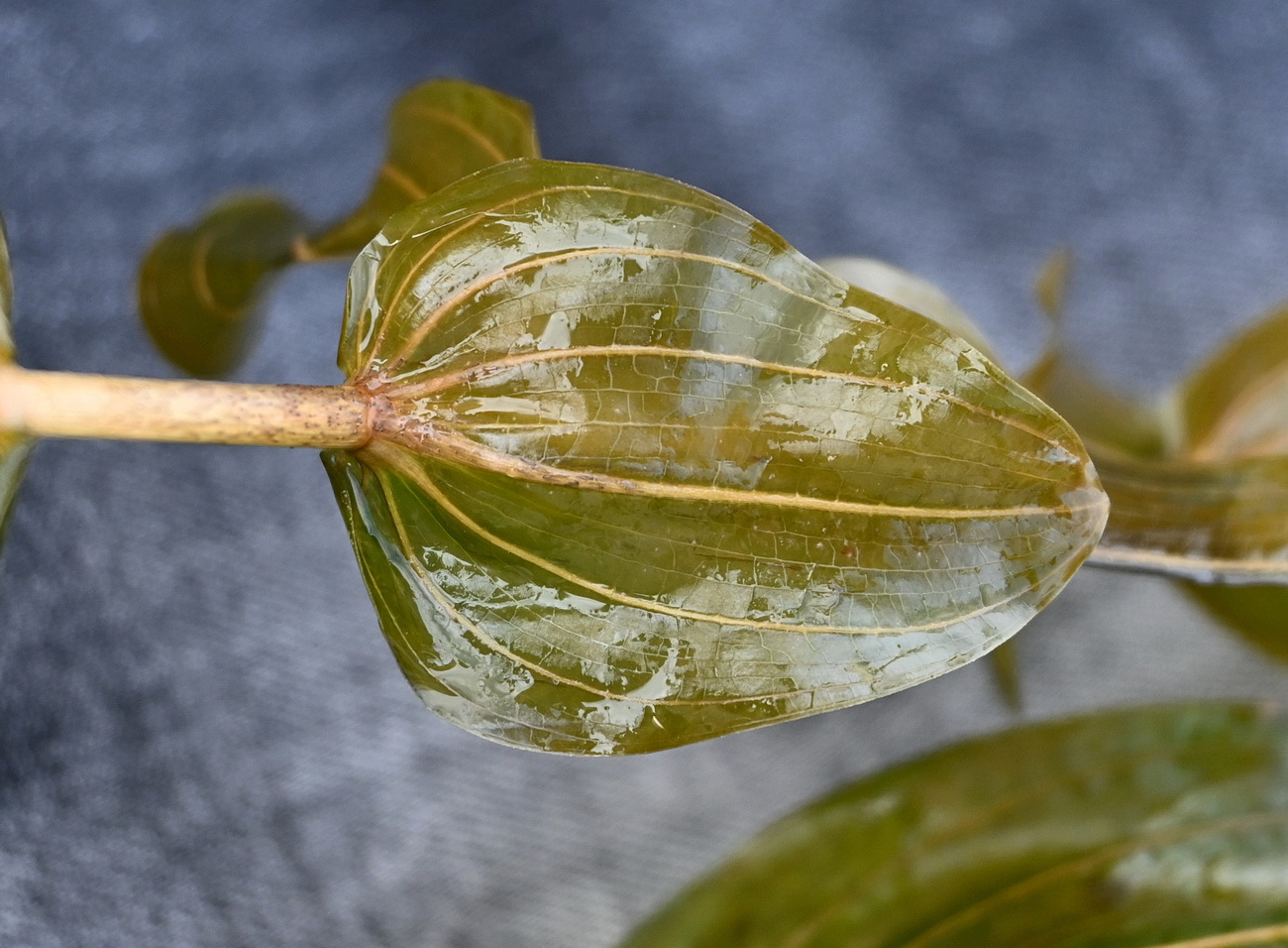 Изображение особи Potamogeton perfoliatus.