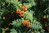Sorbus aucuparia. Соплодие с незрелыми плодами и листья. Московская обл., Раменский р-н, окр. дер. Хрипань, садовый участок. 24.07.2025.