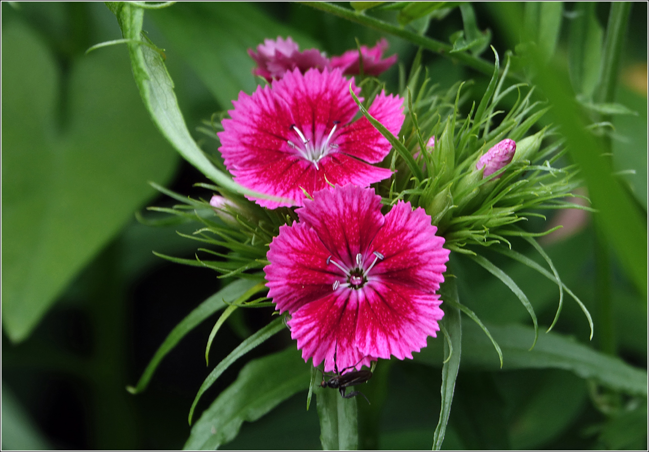 Image of Dianthus barbatus specimen.