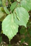 Corylus avellana