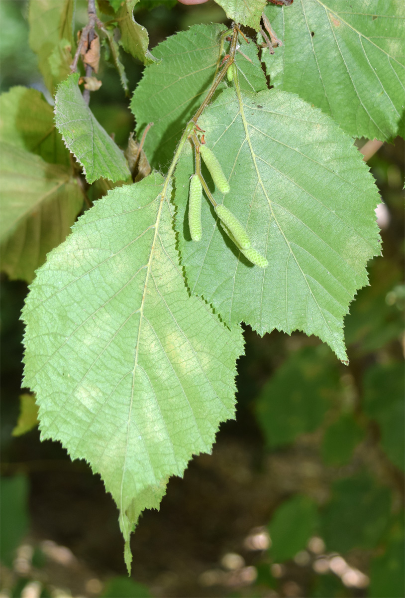 Image of Corylus avellana specimen.