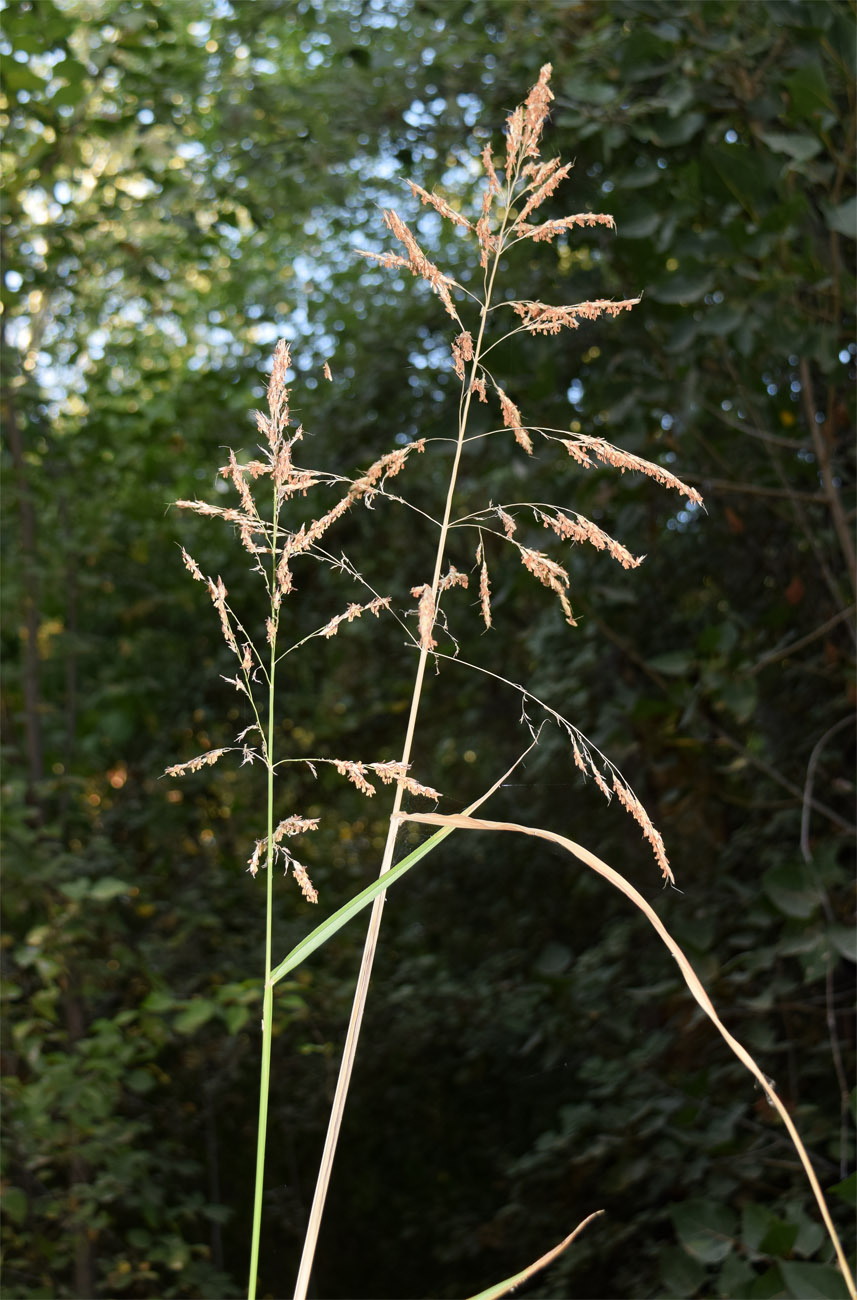 Image of Erianthus ravennae specimen.