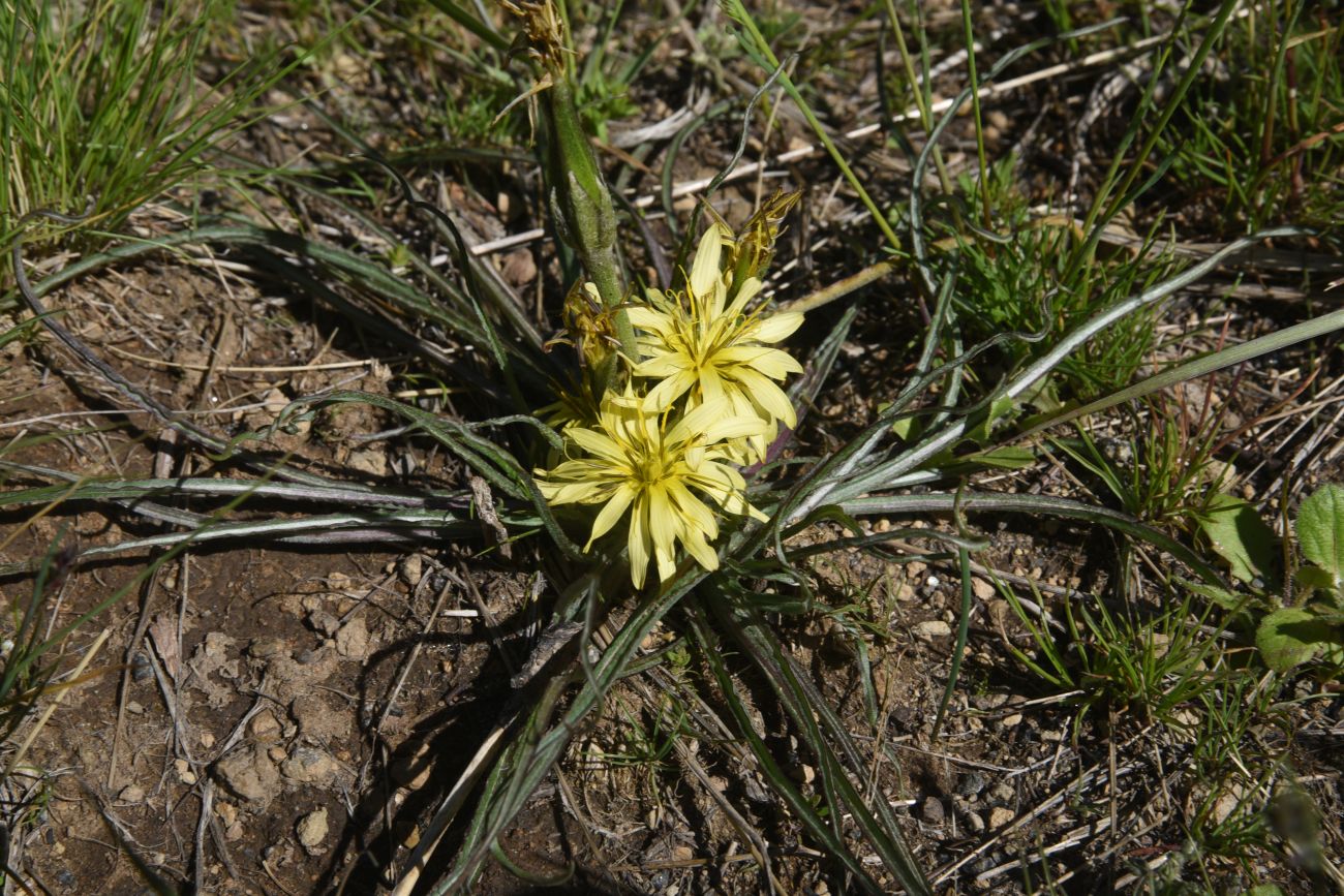 Изображение особи Scorzonera mollis.