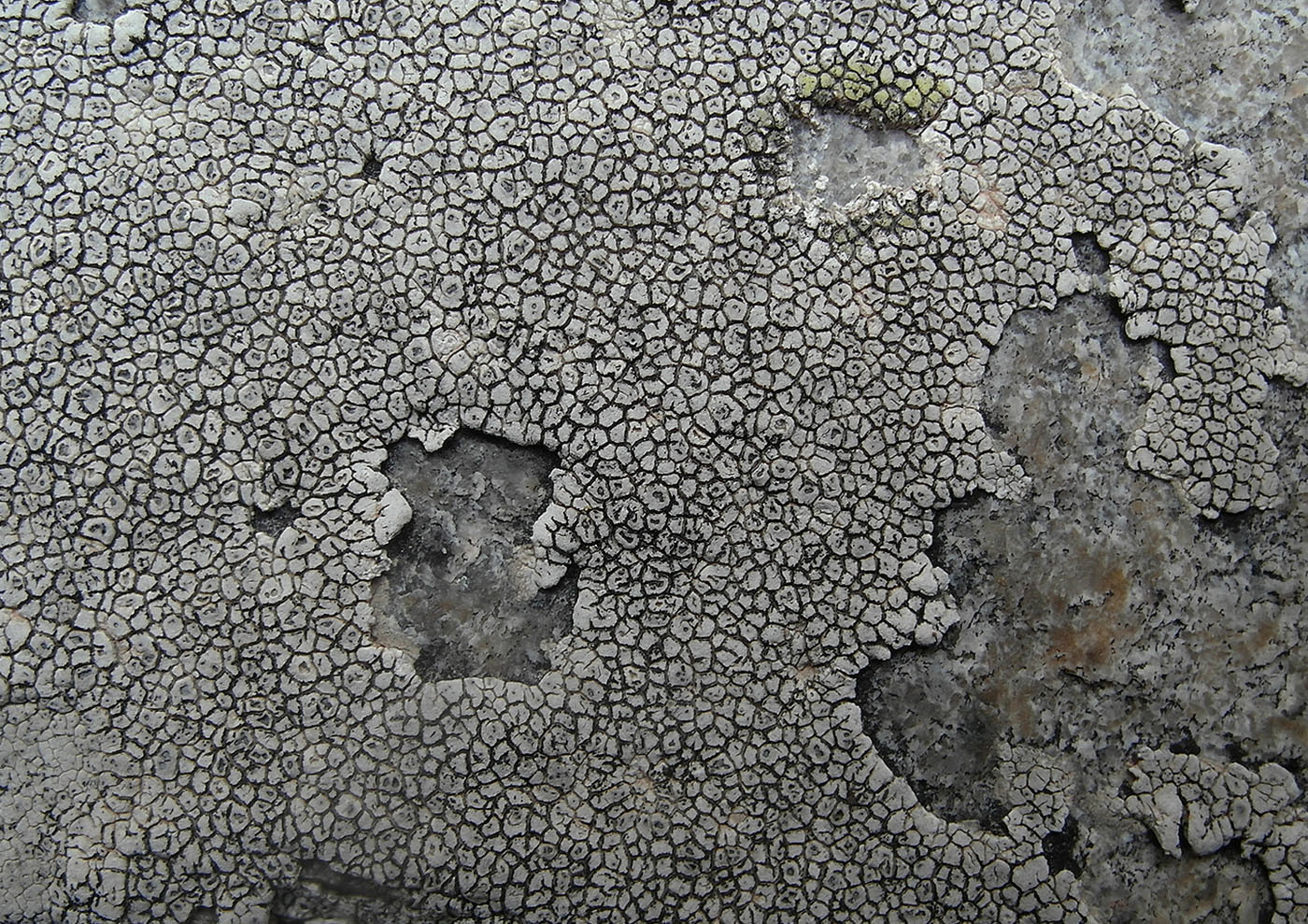 Изображение особи Aspicilia reticulata.