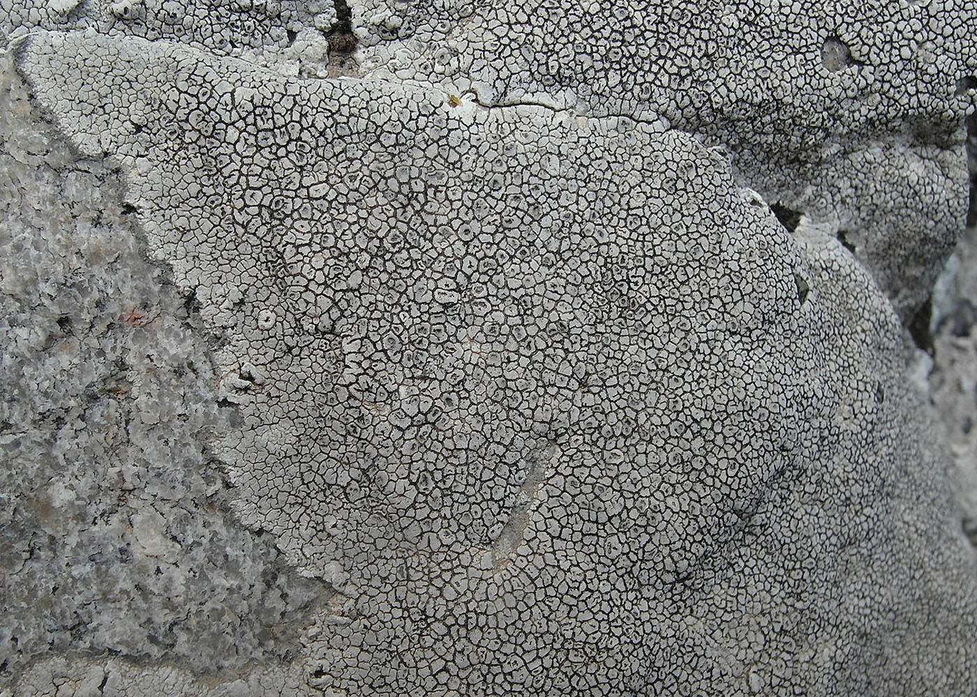 Изображение особи Aspicilia reticulata.