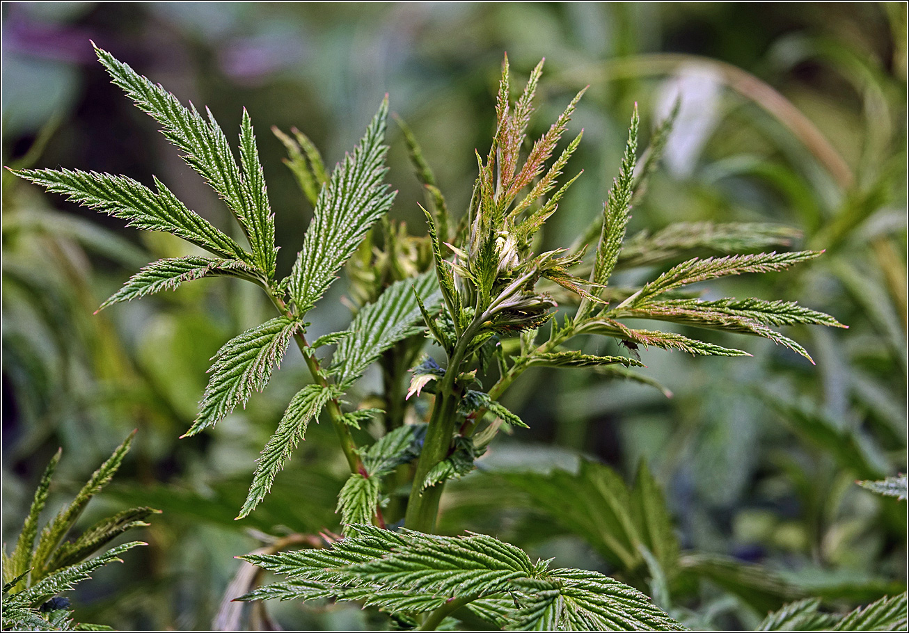 Изображение особи Filipendula ulmaria.