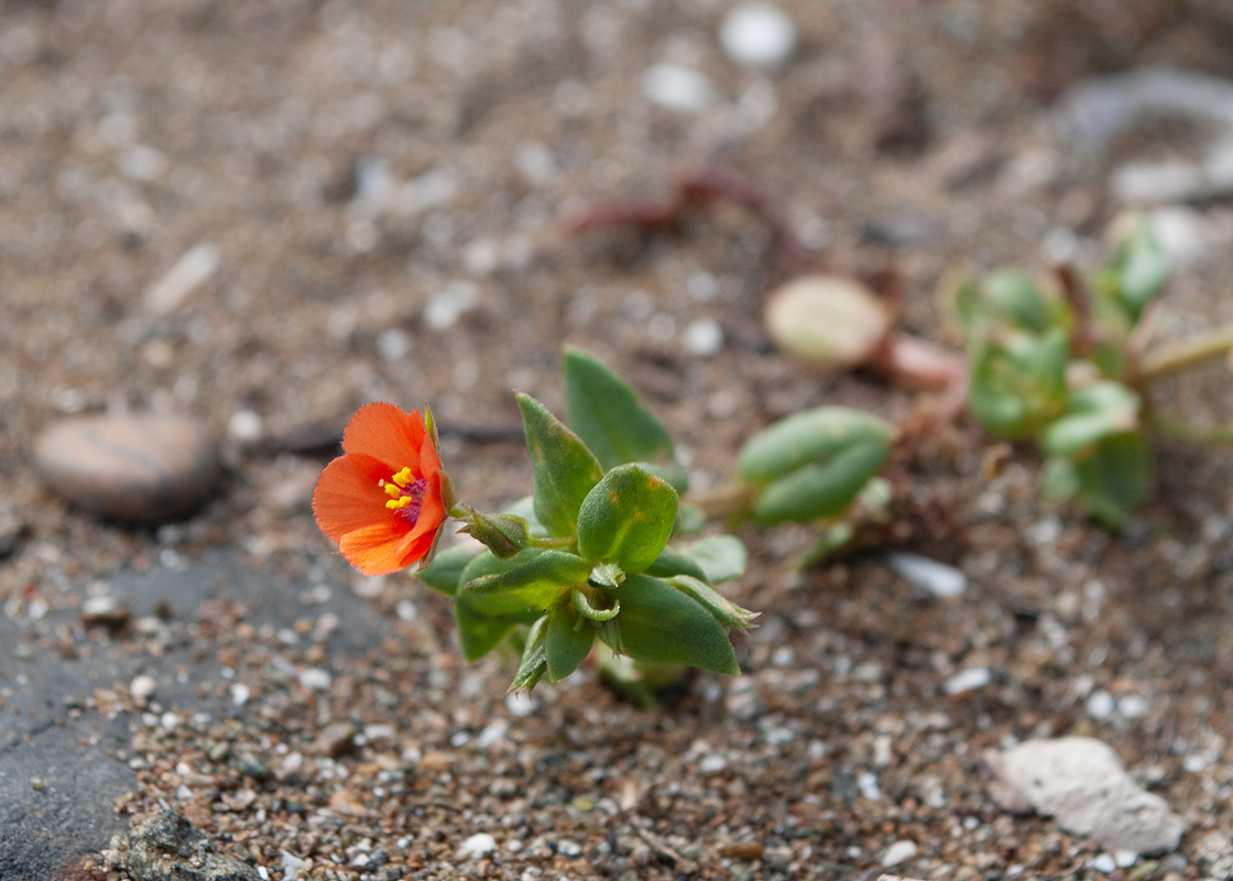 Изображение особи Anagallis arvensis.