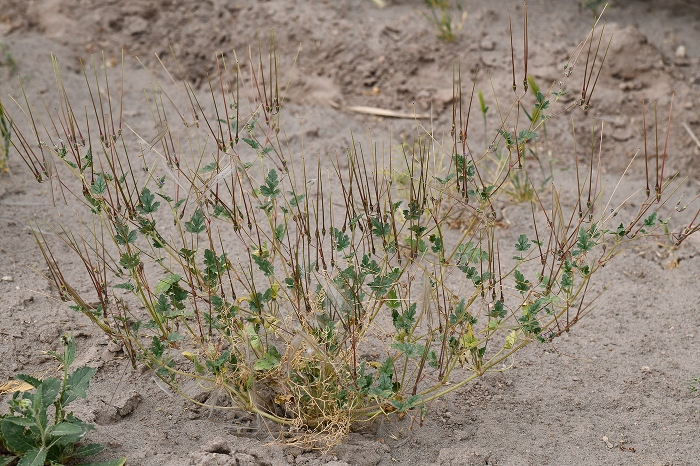 Изображение особи Erodium oxyrhynchum.