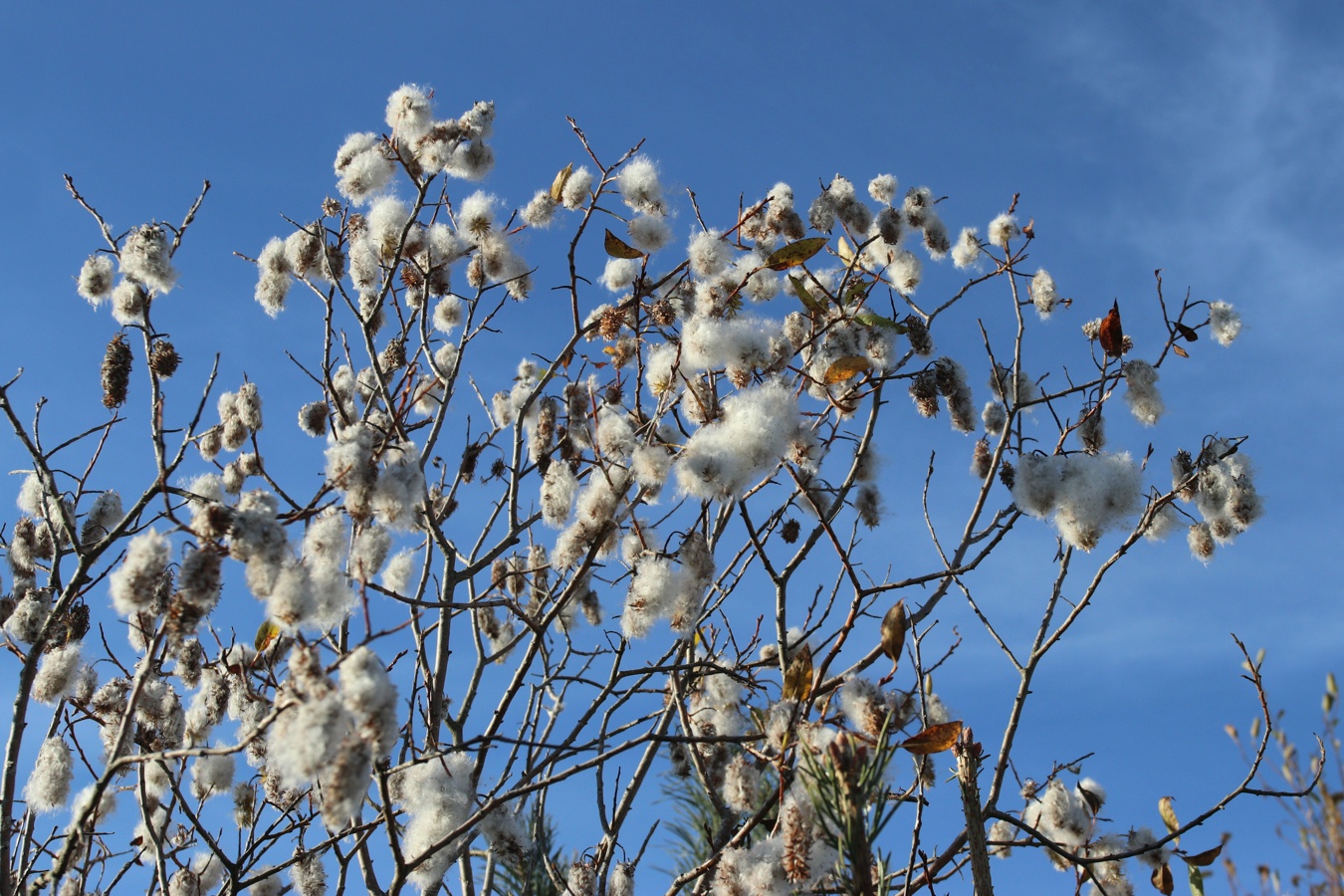 Image of Salix pentandra specimen.