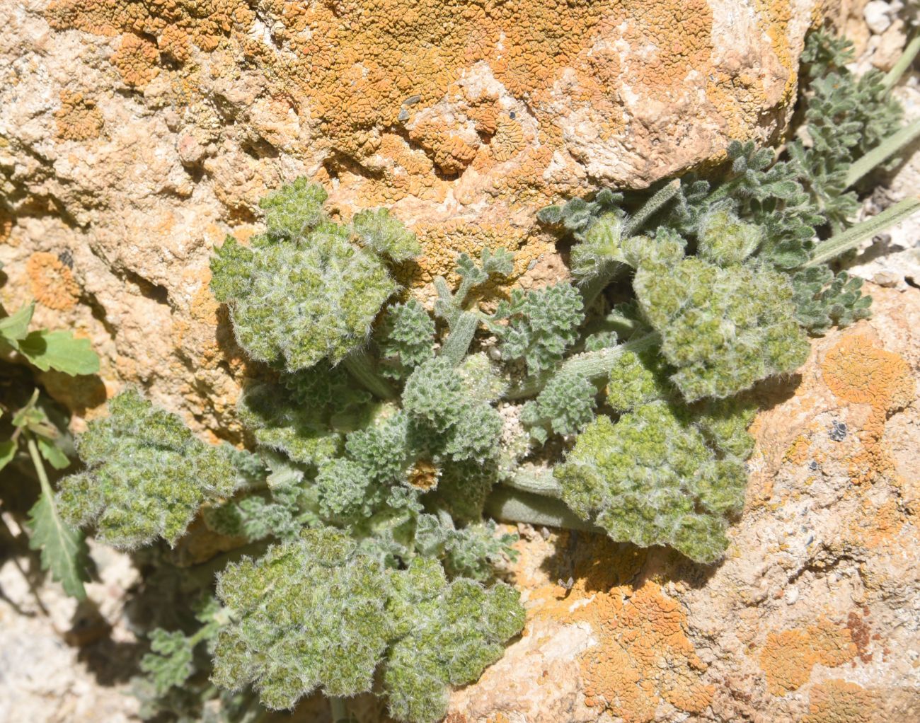 Image of Zosima absinthifolia specimen.