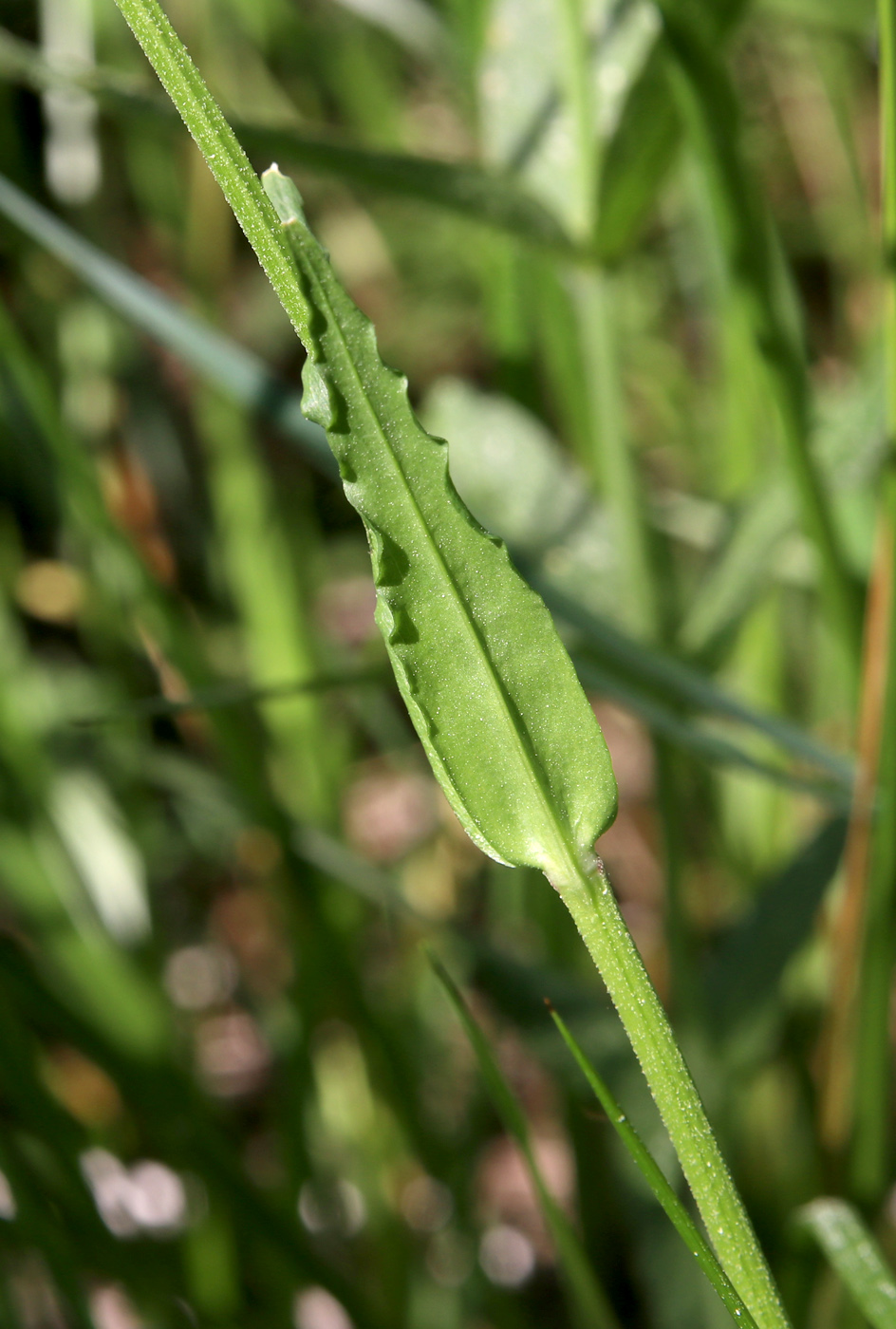 Image of Coccyganthe flos-cuculi specimen.