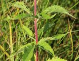 Eupatorium cannabinum. Часть стебля с листьями. Белгородская обл., Ракитянский р-н, окр. с. Венгеровка; пойма р. Пена, заливаемый талыми водами луг. 6 августа 2022 г.