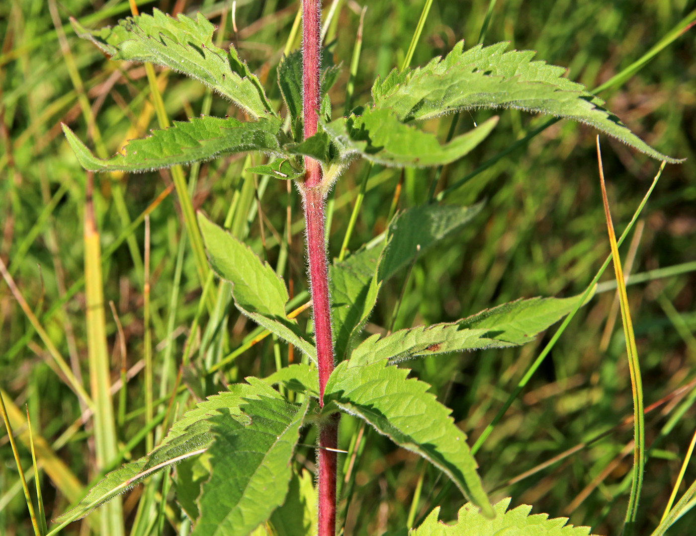 Изображение особи Eupatorium cannabinum.