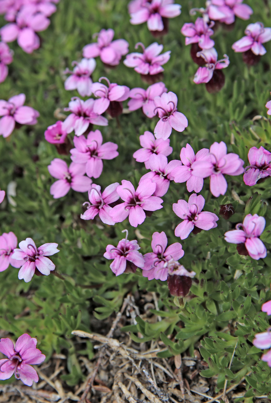 Изображение особи Silene acaulis.