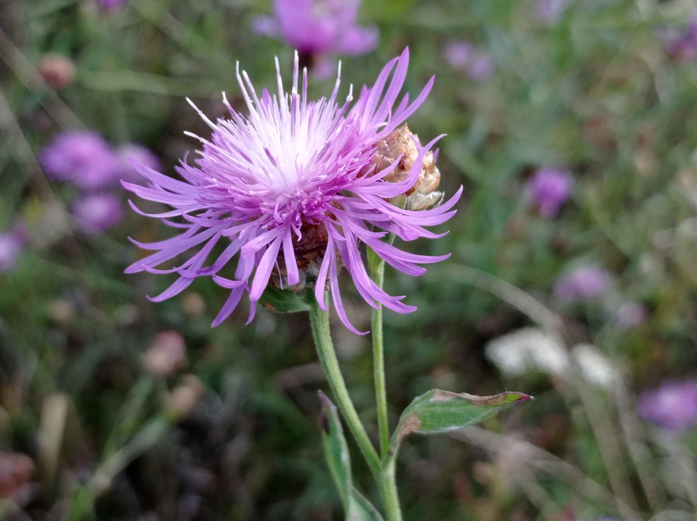Image of Centaurea jacea specimen.