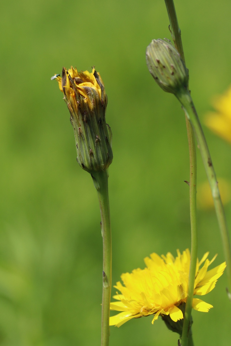 Image of Hypochaeris radicata specimen.