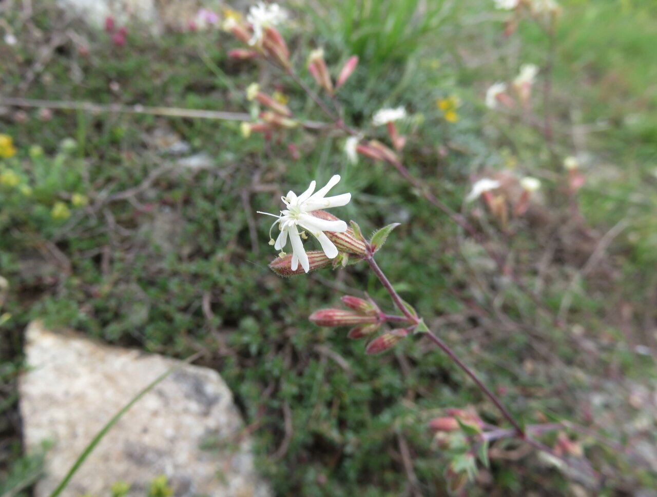 Image of Silene fetleri specimen.