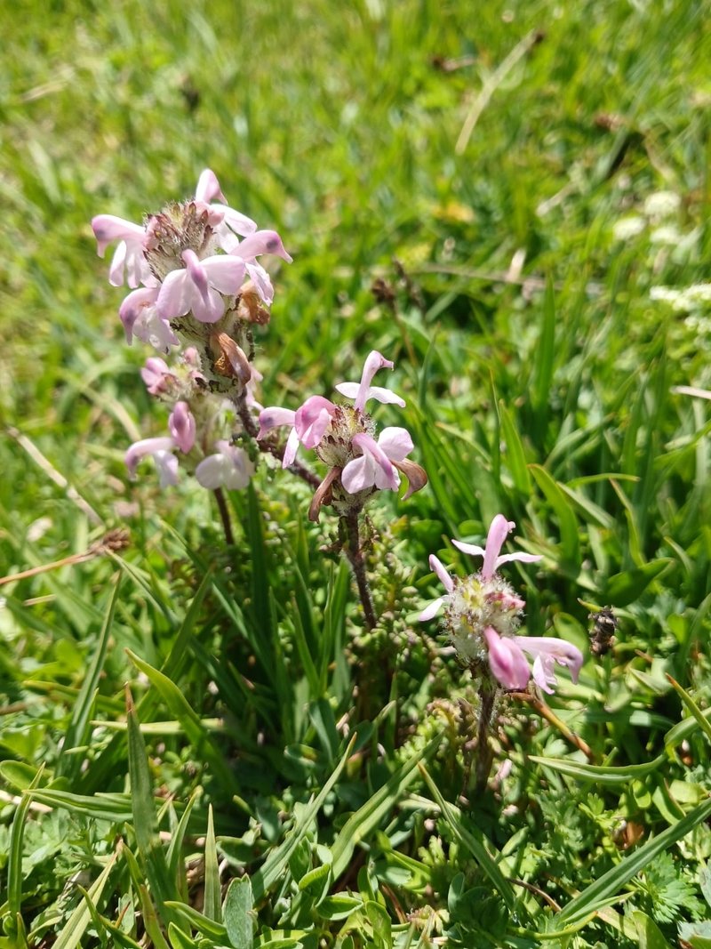 Image of Pedicularis crassirostris specimen.