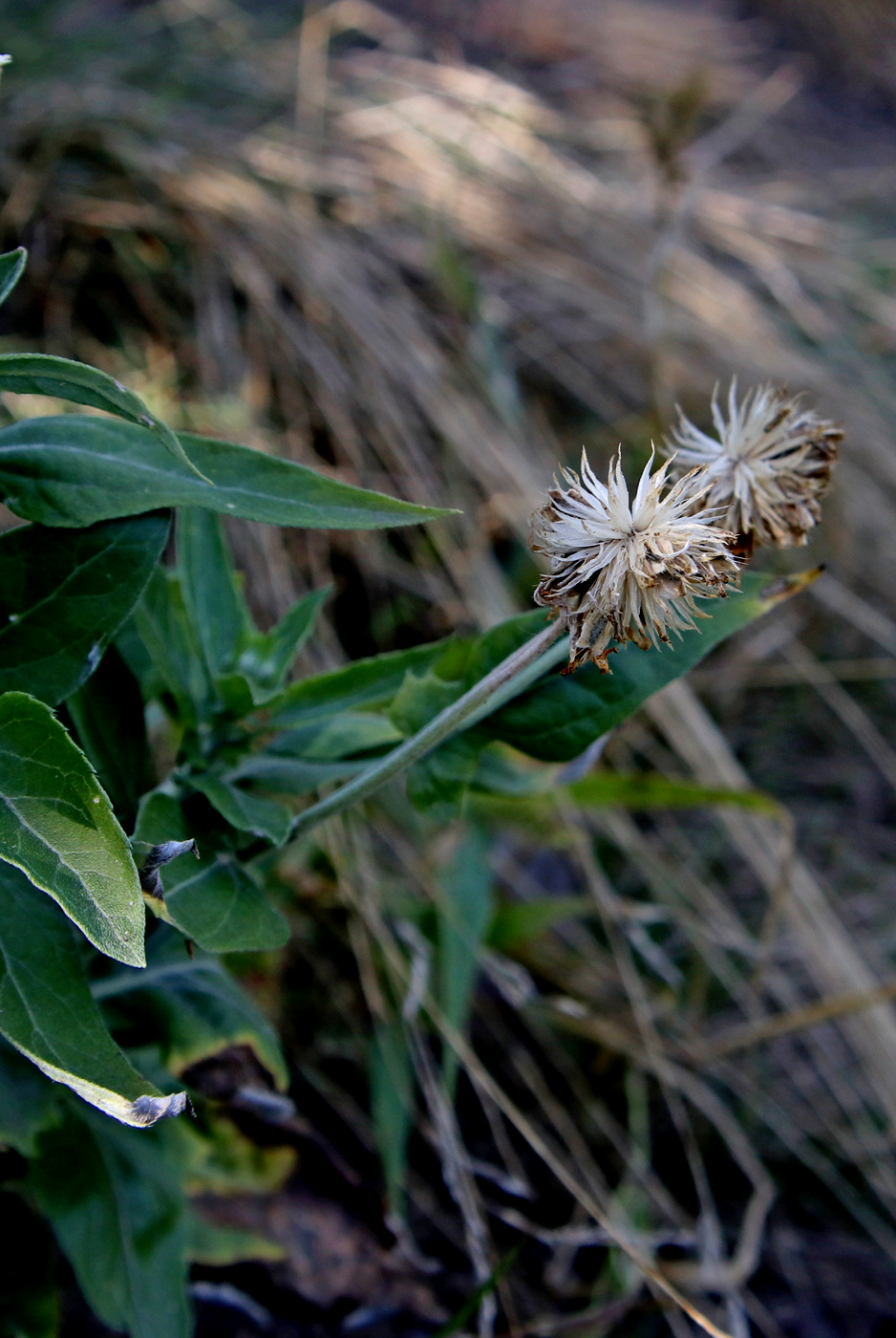 Image of genus Rudbeckia specimen.