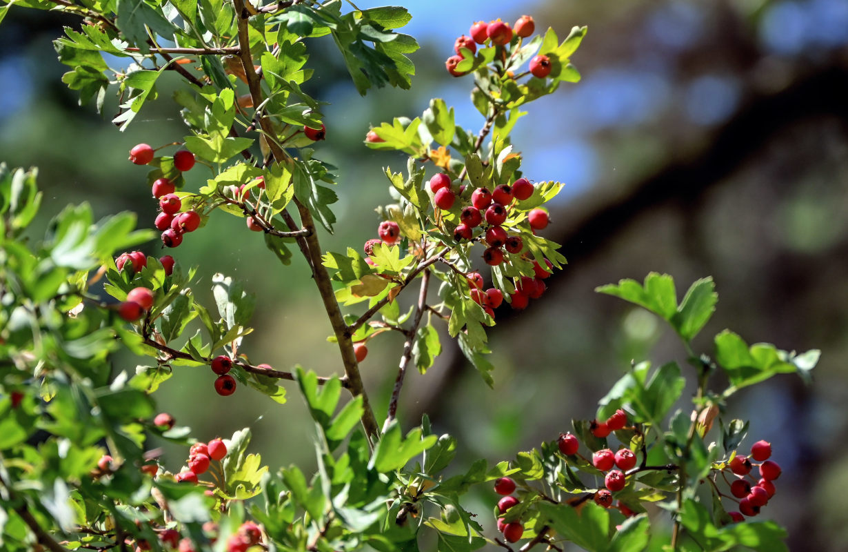 Image of genus Crataegus specimen.
