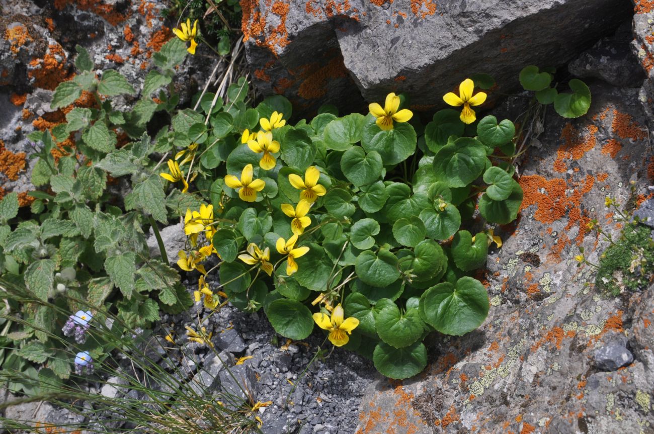 Изображение особи Viola caucasica.