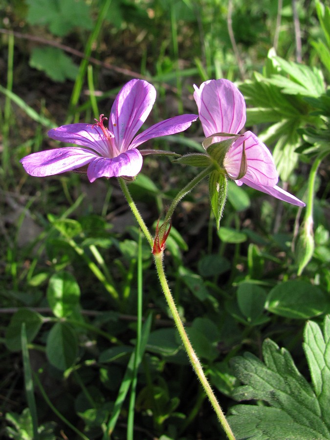 Image of Geranium asphodeloides specimen.