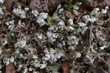 Cladonia foliacea. Талломы. Крым, Севастополь, Природный парк \"Максимова дача\", поляна в дубово-грабинниковом лесу. 21.03.2026.