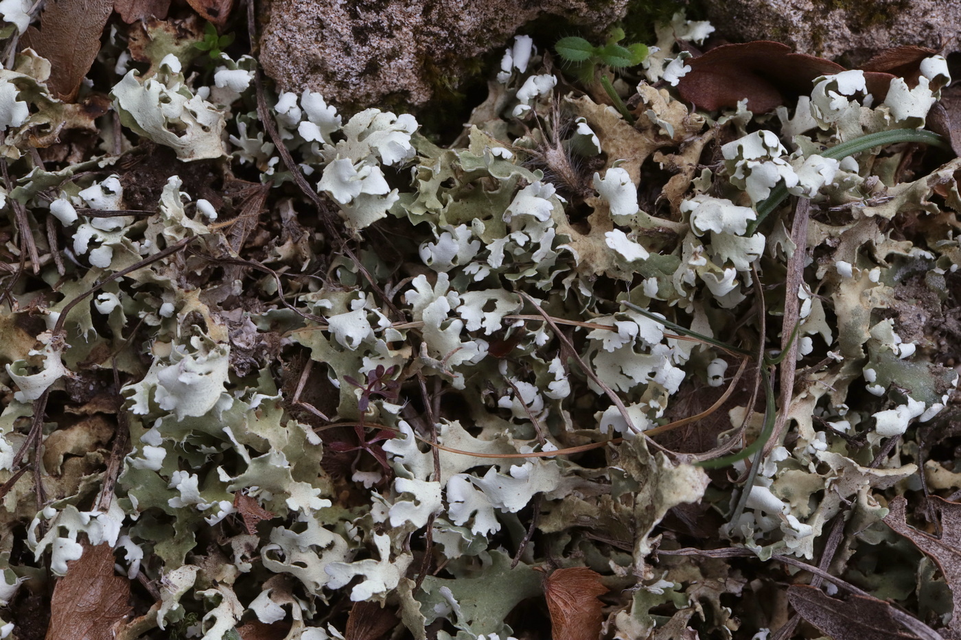 Image of Cladonia foliacea specimen.