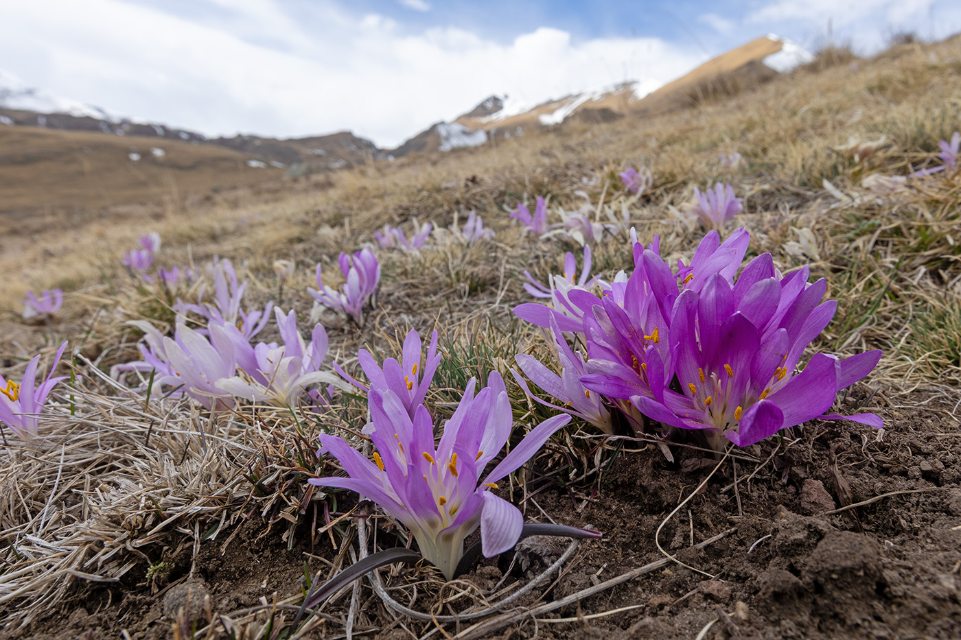 Image of Merendera trigyna specimen.