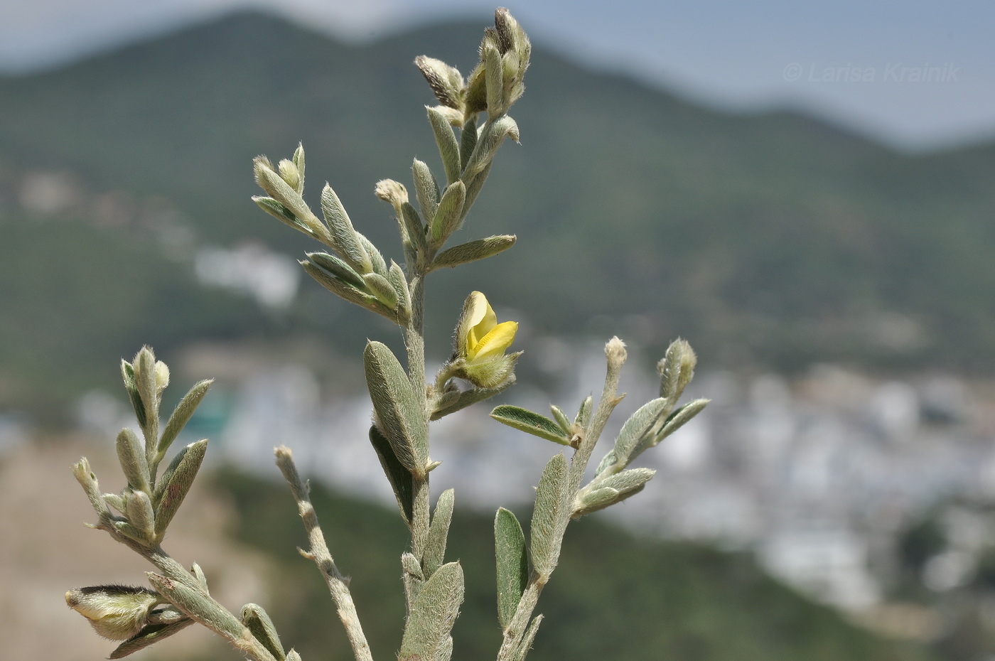 Изображение особи род Argyrolobium.