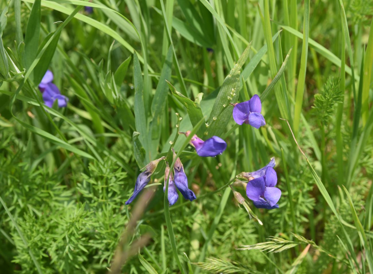 Image of Lathyrus cyaneus specimen.