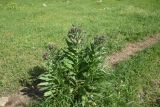 Cynoglossum officinale. Цветущее растение. Грузия, край Самцхе-Джавахети, Аспиндзский муниципалитет, 550 м ниже ур. Тавкветула, прав. берег р. Кура, луг. 29 мая 2025 г.