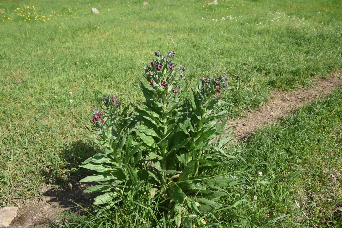 Image of Cynoglossum officinale specimen.