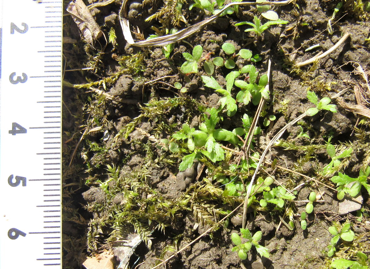 Image of Achillea millefolium specimen.