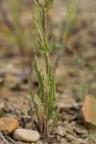 genus Valerianella. Нижняя часть цветущего растения. Дагестан, Кумторкалинский р-н, дол. р. Шураозень, каменистый склон. 28.04.2026.