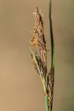 genus Carex. Соцветия. Дагестан, Дербентский р-н, природный парк \"Джалган\", гора Ачигсырт, выс. ок. 400 м н.у.м., дубово-грабовое редколесье. 30.04.2026.