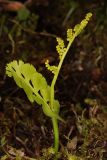 Botrychium lunaria. Вайя с развивающимися спорангиями. Ленинградская обл., Гатчинский р-н, окр. пос. Пудость, в разреженном травяном ельнике. 20.06.2026.