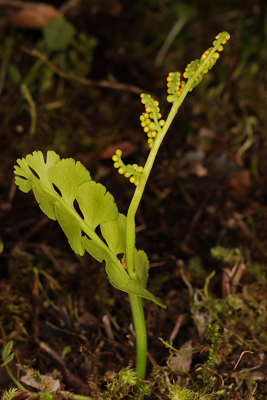 Изображение особи Botrychium lunaria.