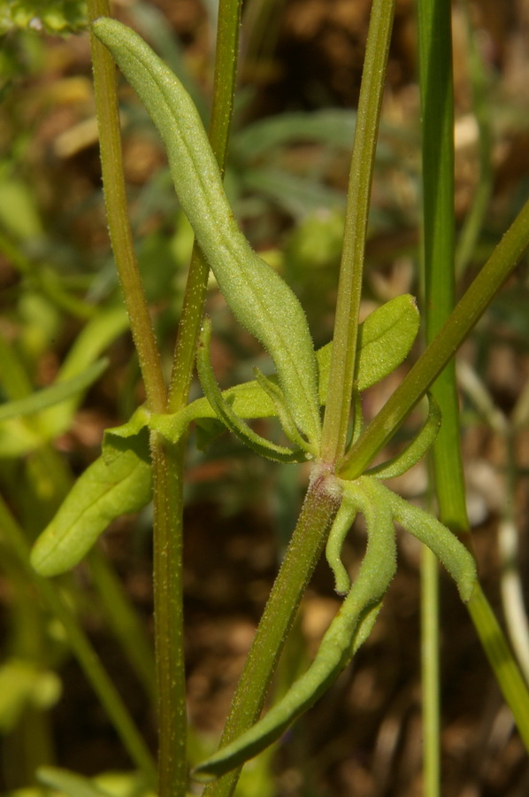 Image of Valerianella kotschyi specimen.