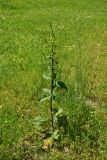 genus Verbascum. Цветущее растение. Грузия, край Самцхе-Джавахети, Ахалцихский муниципалитет, левый борт р. Цинубанисцкали, 1,5 км выше по течению от горячего источника Цинубани, выс. 1140 м н.у.м., луг. 9 июня 2026 г.
