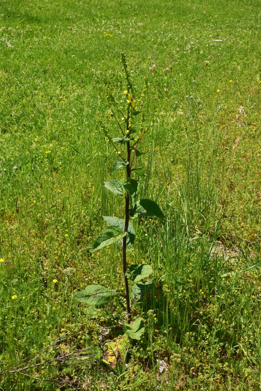Image of genus Verbascum specimen.