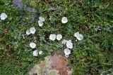 Convolvulus lineatus. Цветущие растения. Грузия, край Самцхе-Джавахети, Ахалцихский муниципалитет, окр. водопада Чанчкери, луг. 10 июня 2026 г.