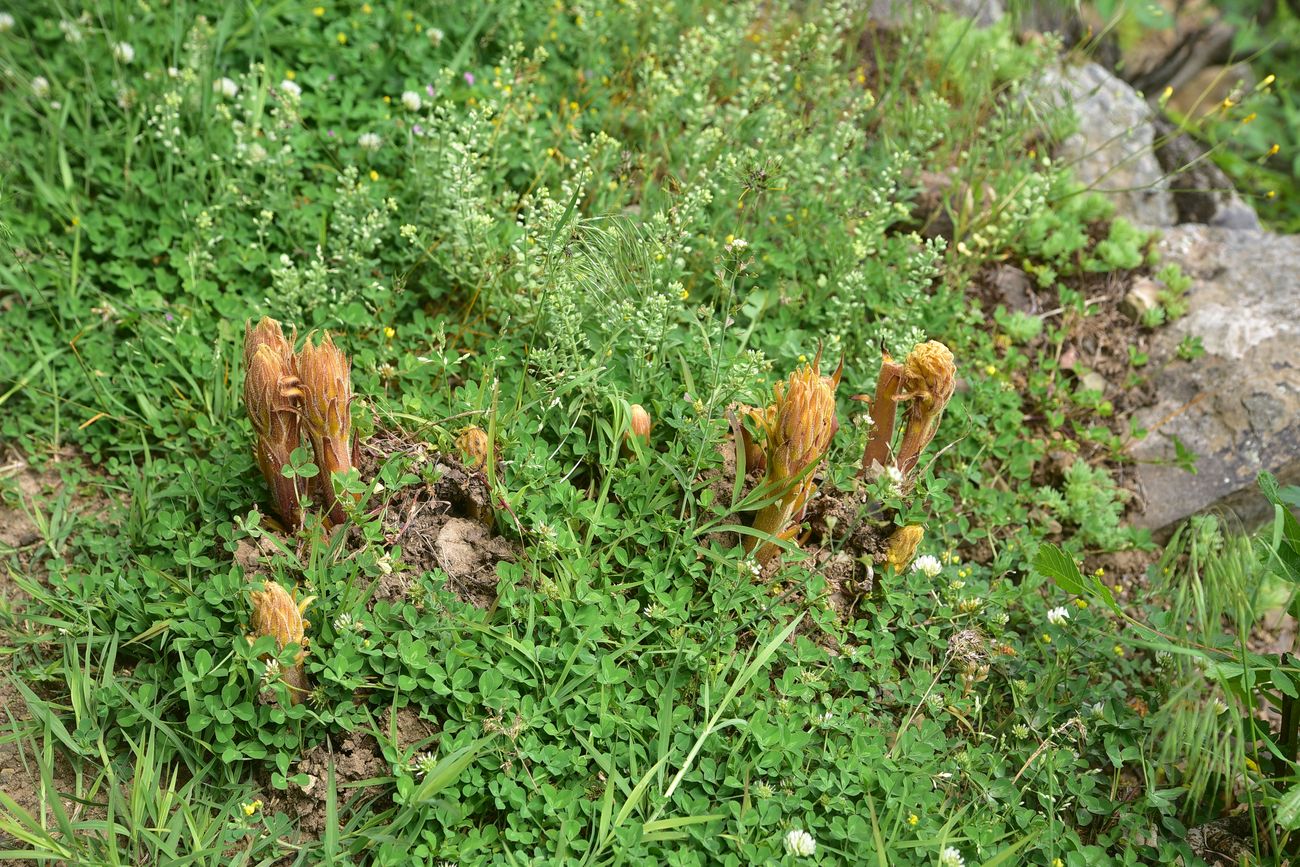 Изображение особи род Orobanche.