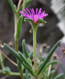 Delosperma cooperi. Верхушка цветущего растения. Краснодарский край, г. Сочи, в озеленении придомовой территории. 16.08.2026.