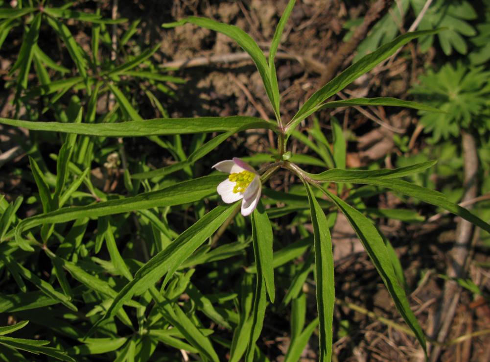 Изображение особи Anemone caerulea.