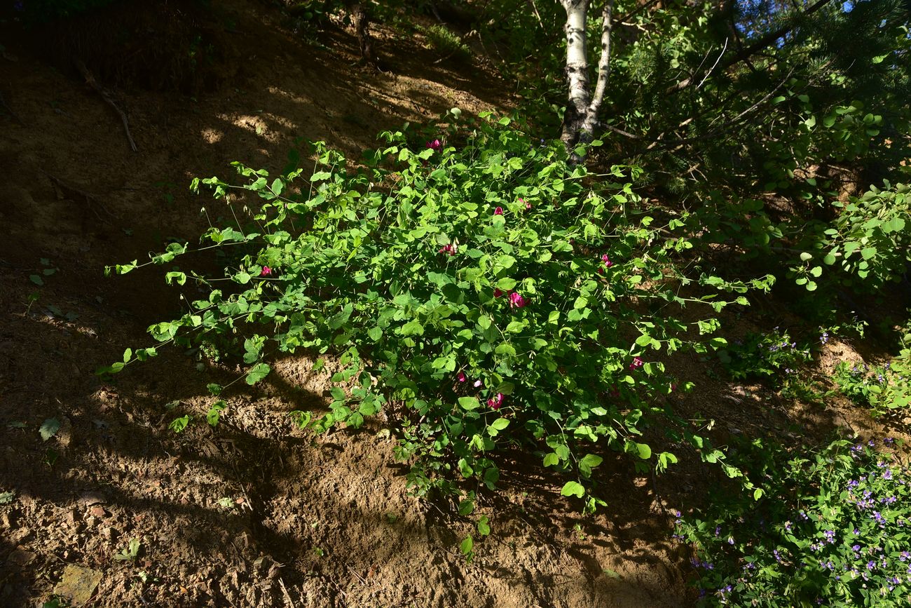 Image of Unknown species specimen.