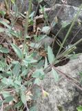 Oberna подвид prostrata